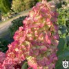 Hydrangea paniculata 'Fraise Melba' - Aedhortensia 'Fraise Melba' C5/5L